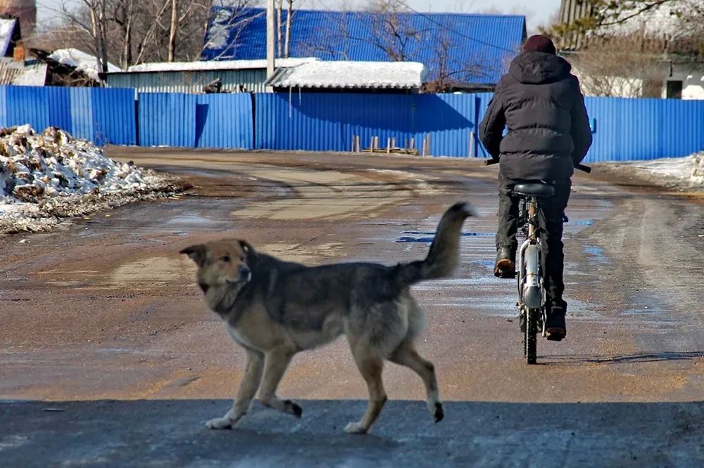 Глава Следственного комитета России Александр Бастрыкин затребовал доклад по делу о нападении собак на ребёнка в Прикамье