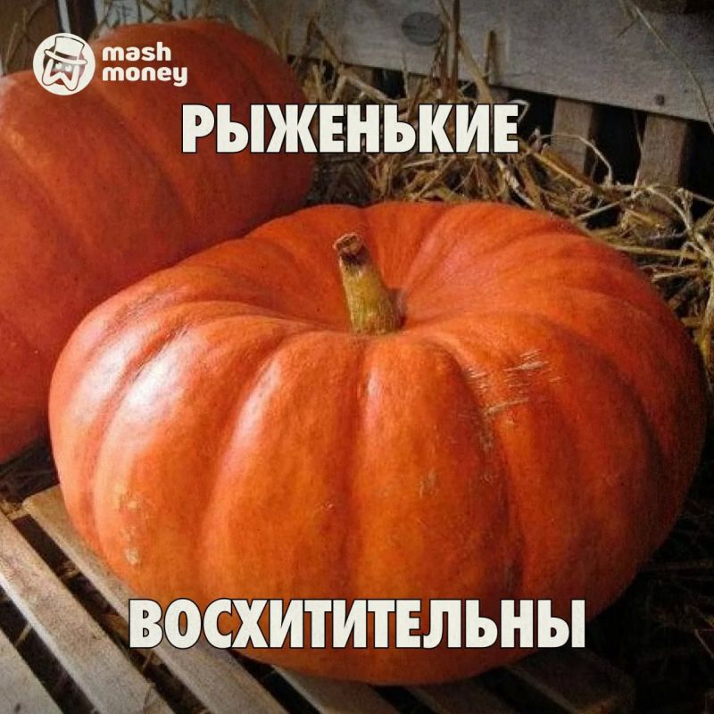 Россияне подсели на выращивание овощей-гигантов