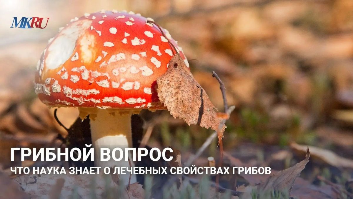 Грибной вопрос: Что наука знает о лечебных свойствах грибов?