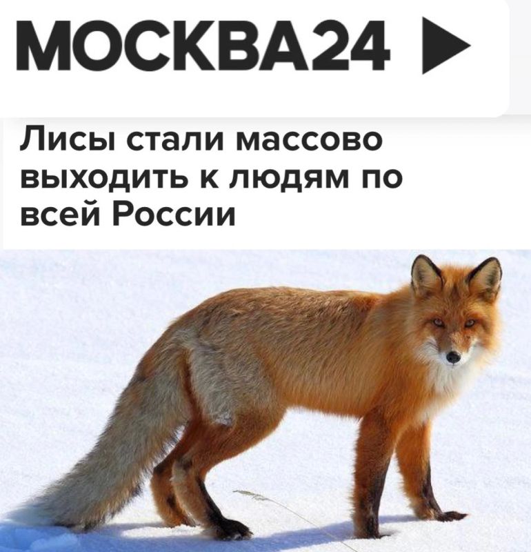 «Лисы стали массово выходить к людям по всей России»: Их замечают даже в центре Москвы