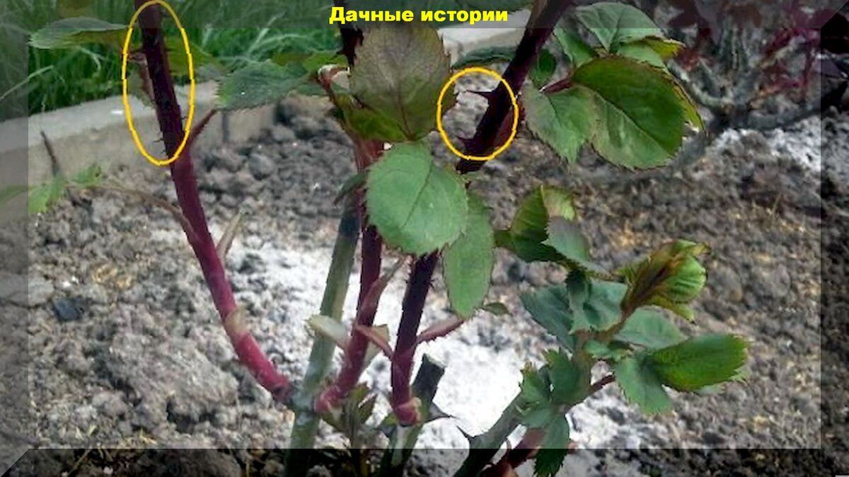Как сохранить молодые побеги роз зимой: простые советы для садоводов