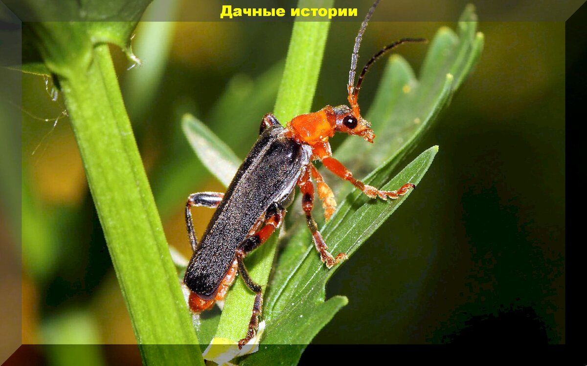 Зачем жуку-пожарнику место на вашем огороде?