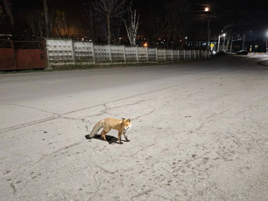 Лисиц, которые заходят в населенные пункты, начнут отстреливать в Пермском крае