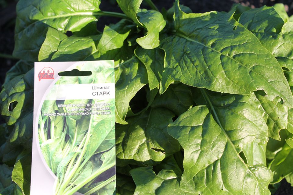 Необычный шпинат