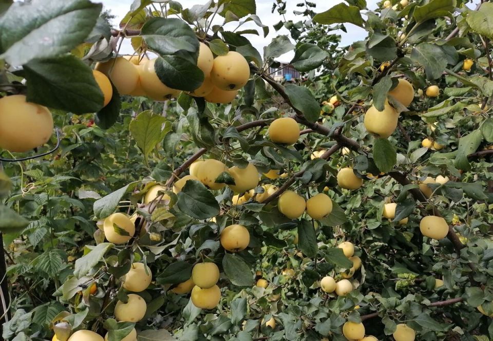 Как сохранить яблоки свежими и вкусными всю зиму