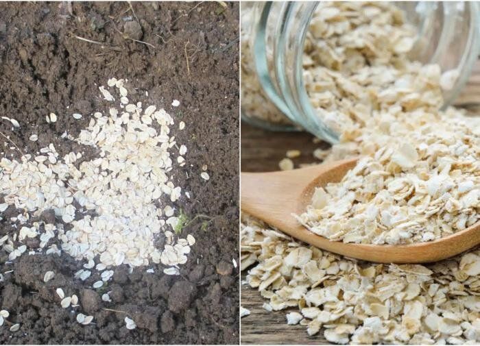 Овсянка: неожиданный помощник для вашего сада