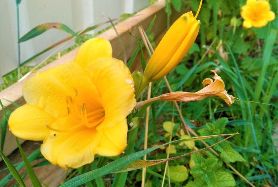 Как подготовить сад к зиме: важные рекомендации для садоводов