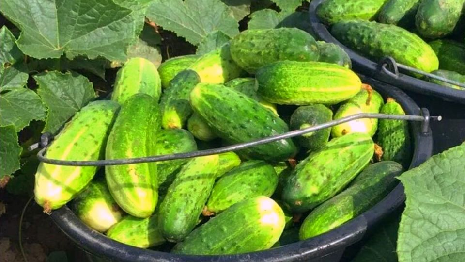 Как хлебный квас может превратить ваш огород в настоящий оазис урожая