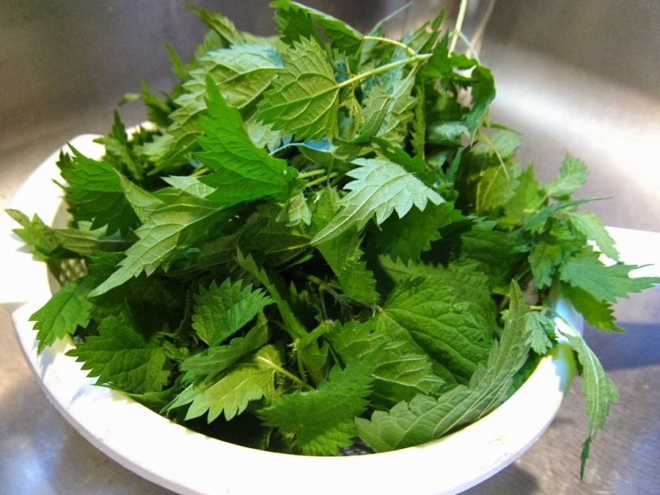 Как сделать эффективное зеленое удобрение из крапивы и какие растения от него пострадают