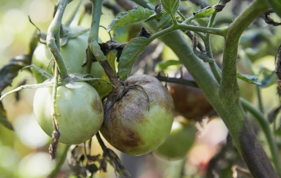 Фитофтора на томатах: как действовать быстро и эффективно