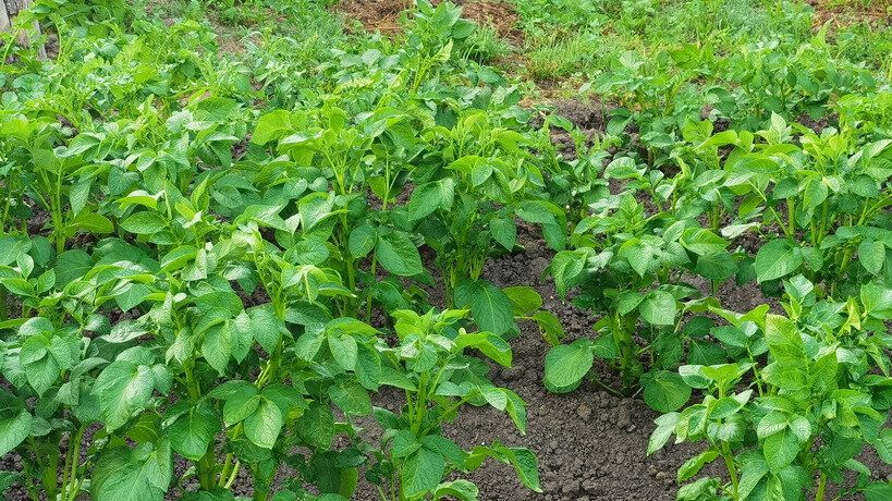 Секреты успешной посадки картофеля: выбираем удобрения и ухаживаем правильно