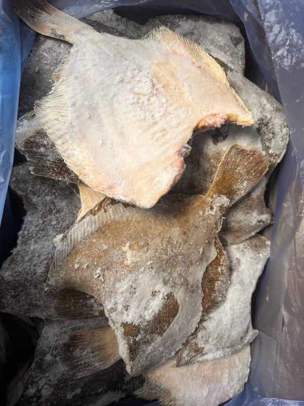 Непревзойденная черноморская камбала