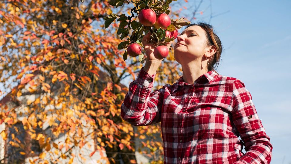 В сентябре сделайте в огороде это: переживать за будущий урожай не придется