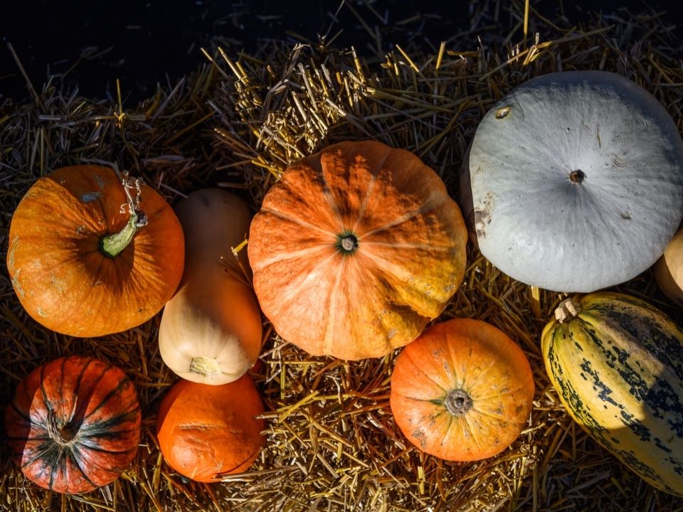Тыква: осенний суперфуд, который нельзя обойти стороной