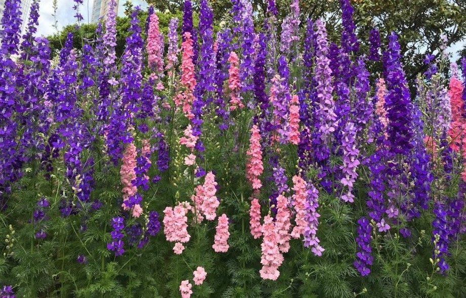 ����������� ������������ �����������: ������� �������� ��������