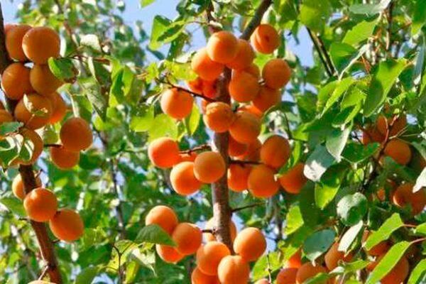 ������� ���������: ��������� ����� ��� ��������� � ���������� ��������