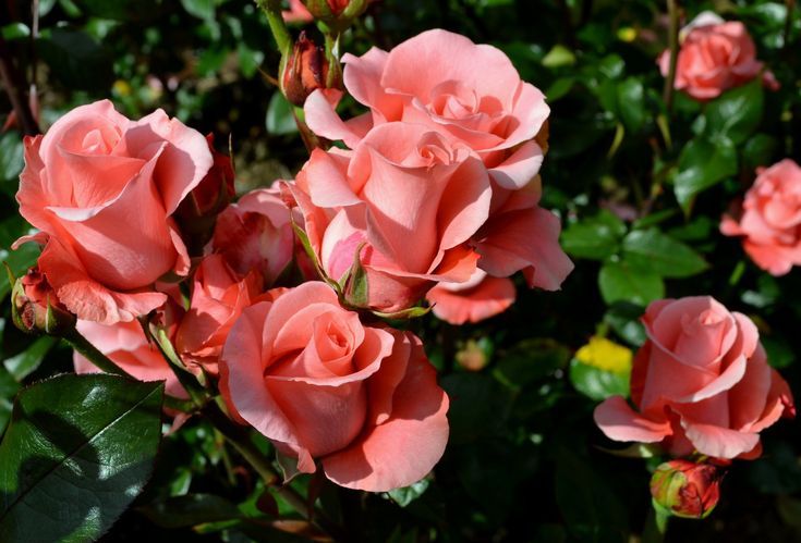 Как спасти осенние розы: пошаговое руководство для садоводов