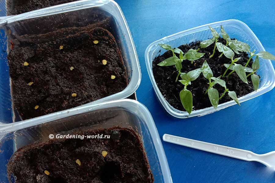 ����� ��������� ����������� �����: ������ ��� ��������� �������