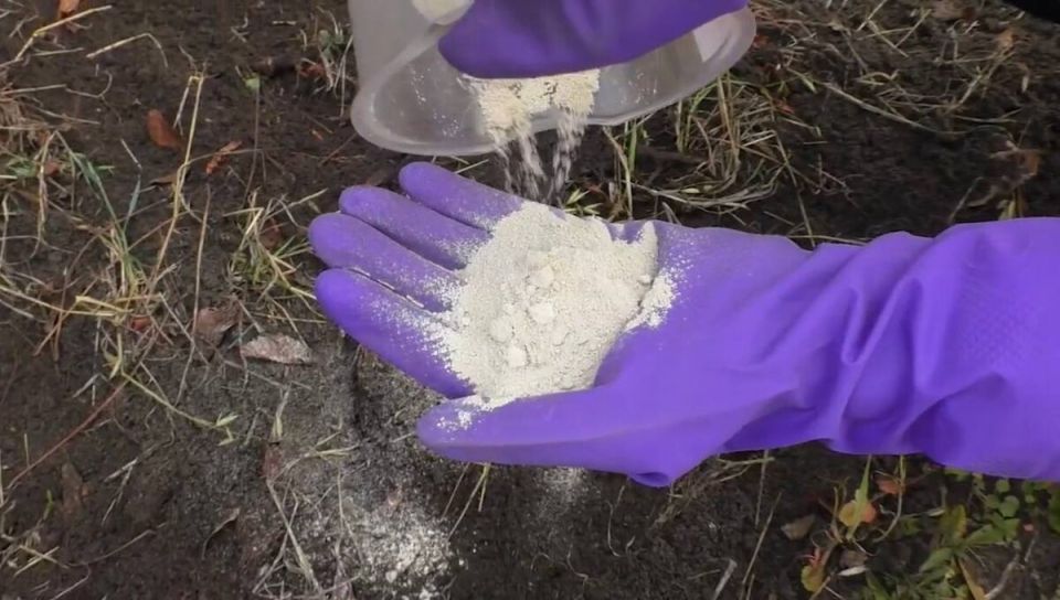 Доломитовая мука: секреты её применения для успешного садоводства