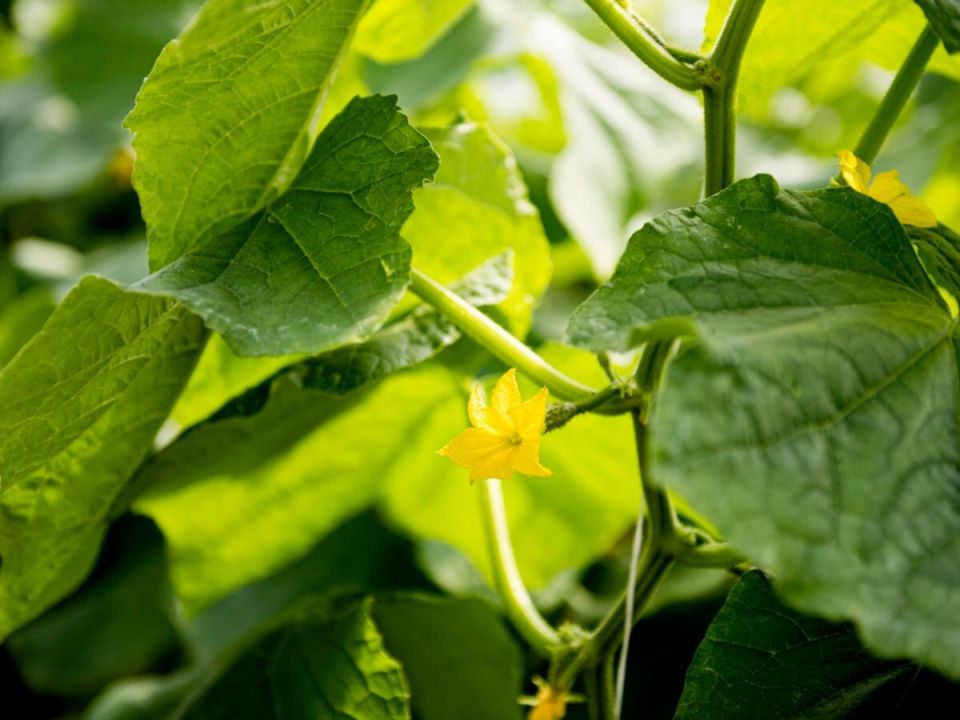 Как соседи по грядке могут преобразить ваш урожай огурцов