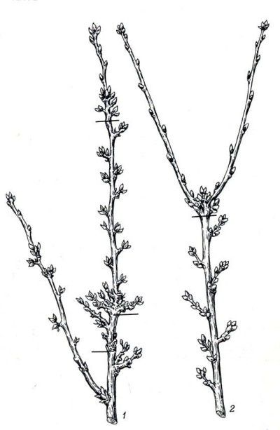 ����������� ������� ������� ��������� ��� ������� ����� ������