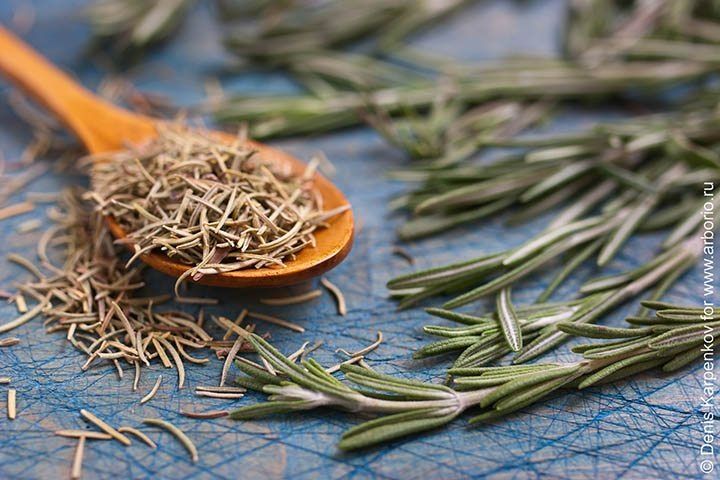 Древний аромат розмарина: 10 увлекательных фактов о любимой кухонной траве
