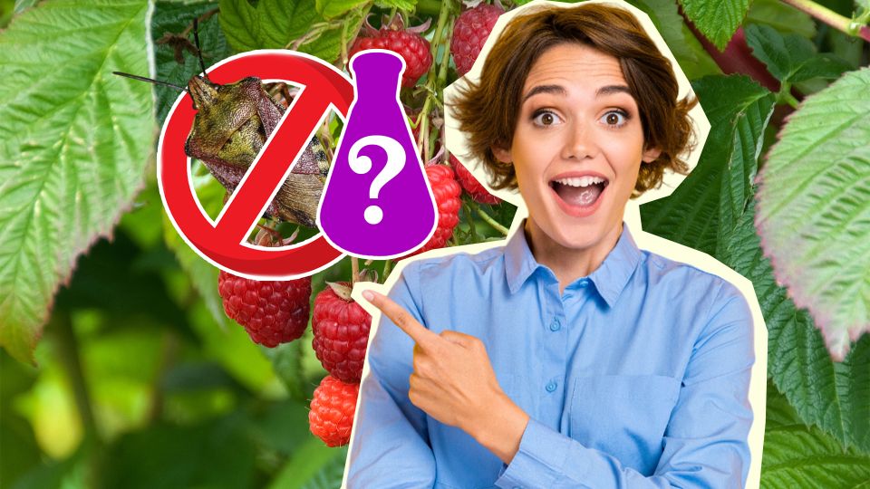 �������� ����� ��������: ����� �� ������ ������ �������� ����� ���������� ��������