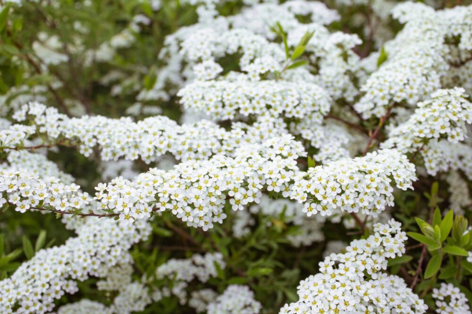 ������ �����: ������� ����� � ������� ��� ������� ��������