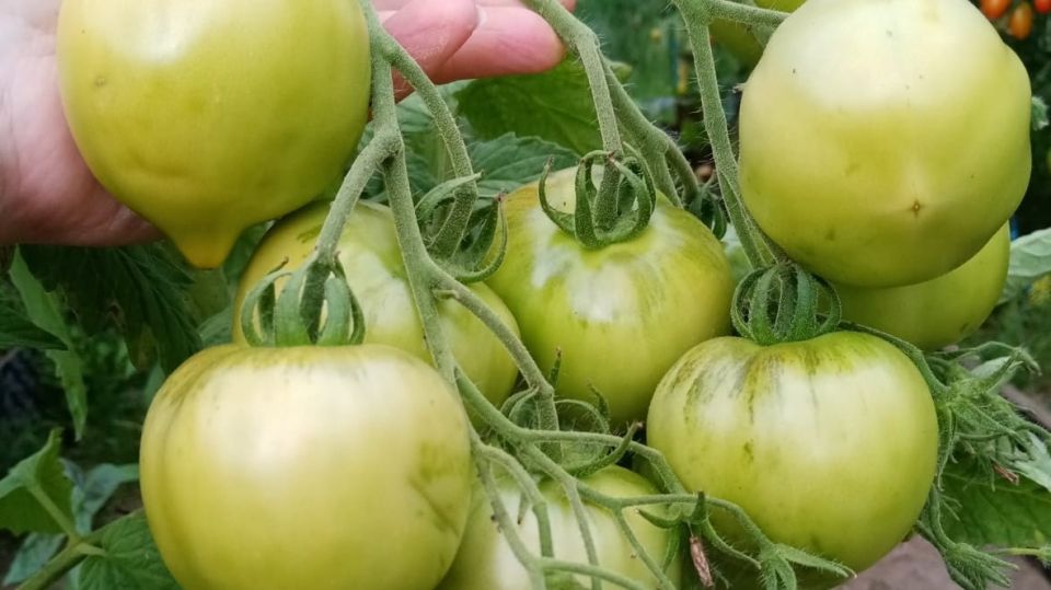 Успешный опыт: как вырастить 12 низкорослых томатов без подвязок