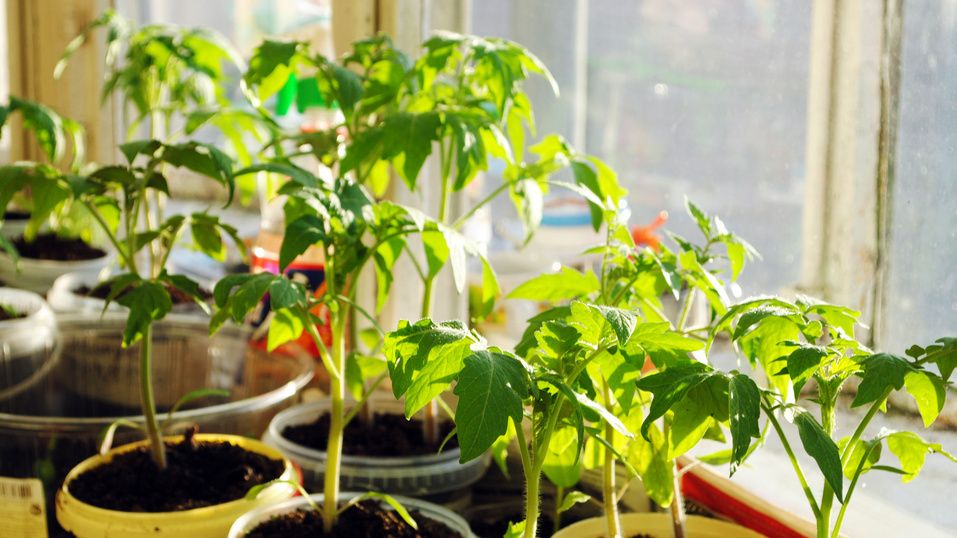 Как превратить вытянутую рассаду томатов в крепкие растения за две недели