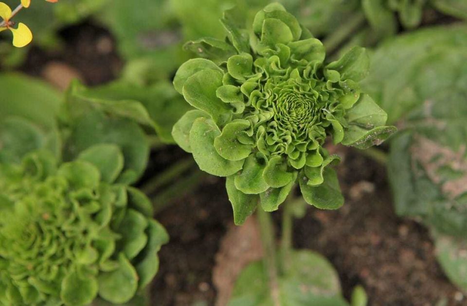 ��� ������ ����������� � �������: ������������ ���������� Rosularis ����������� ����