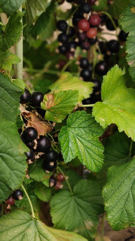 ������ ���� �� ������ ����������: ������� ������