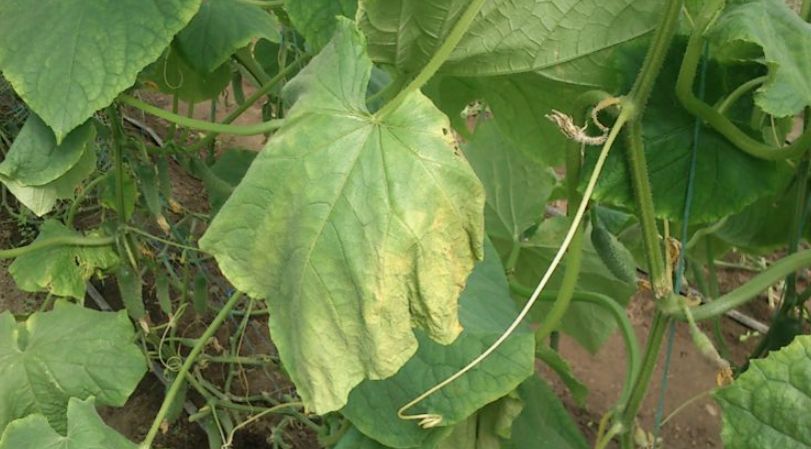 Почему желтеют листья огурцов и как им помочь