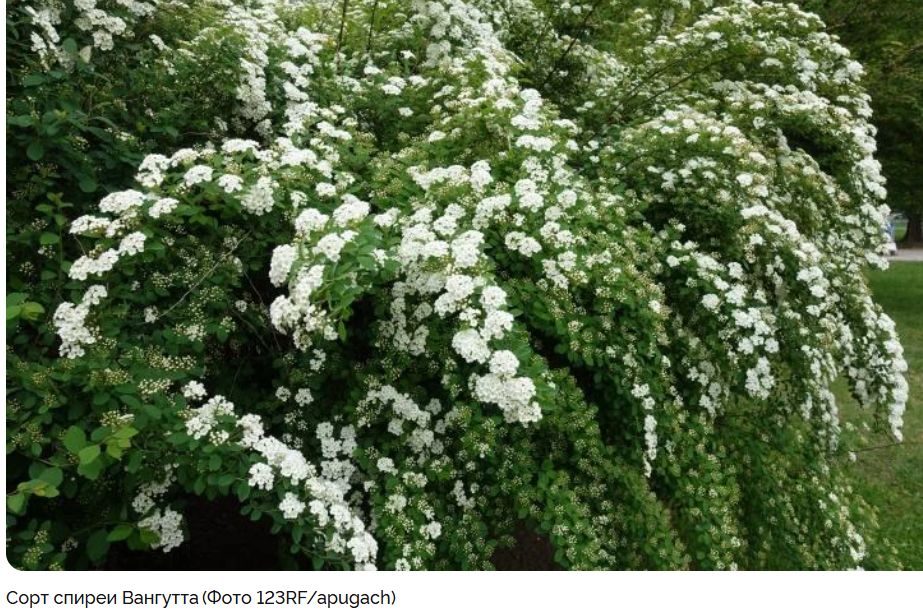 Летние спиреи: привлекательные сорта и секреты ухода за ними