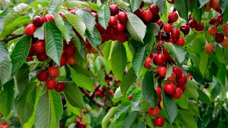 ��� � ���������: ��������� ����� ��� ������ ����