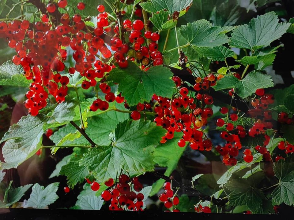 Как правильно обрезать красную и черную смородину: руководство для садоводов