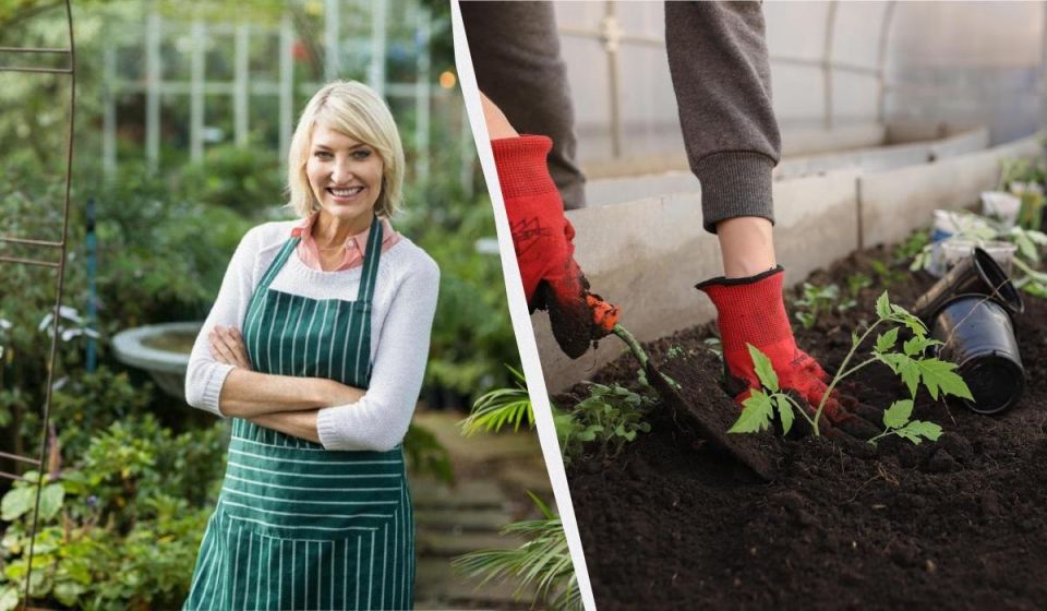 Как правильно использовать посевной календарь в январе: рекомендации для садоводов