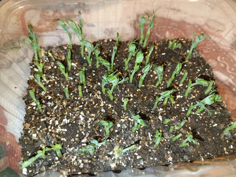 Как организовать огород на окне и наслаждаться урожаем круглый год