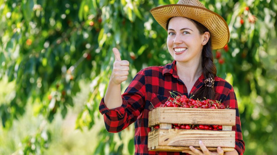 Вишня любит это удобрение больше, чем навоз: ягоды вырастут в два раза крупнее
