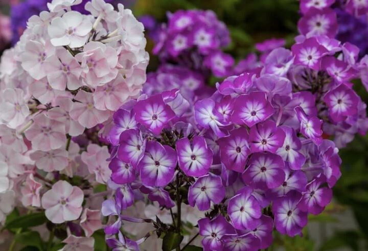 Июльская подкормка флоксов: секреты буйного цветения