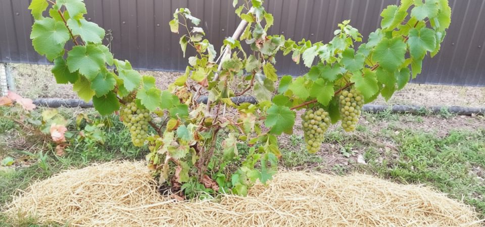 ���� �� �����: ��� ����� ������� �������� ����� ��������