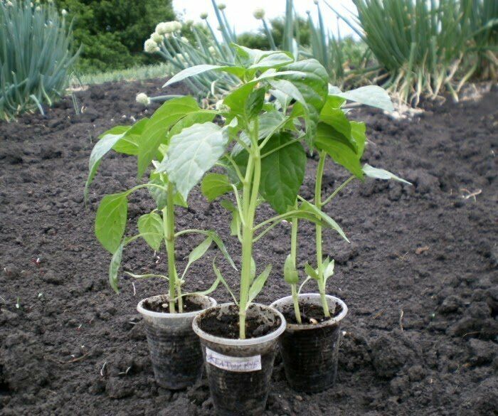 ��� ��������� ������ �����: ������ ��������� ��� �������� ������