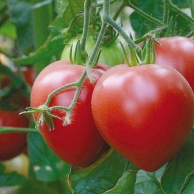 ��������-�����: ����� 100 ���������, ������� �� ��������