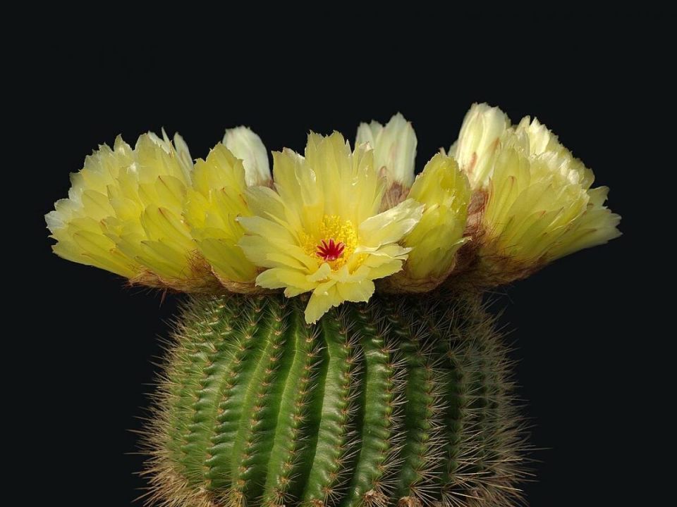 �������: ���������� ��������� ������� � ��������� ����������