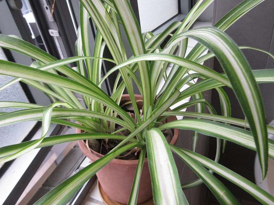 ��� ��������� ���������� ���������� � ����: ������� �������� � �������