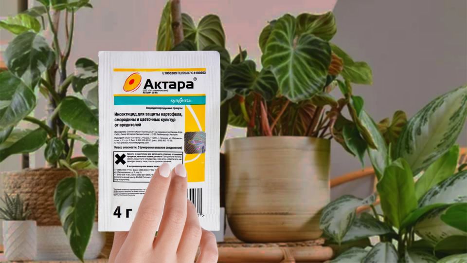 ������ ������ ������ ���� ������������� � ��� �������� ���������������� ������