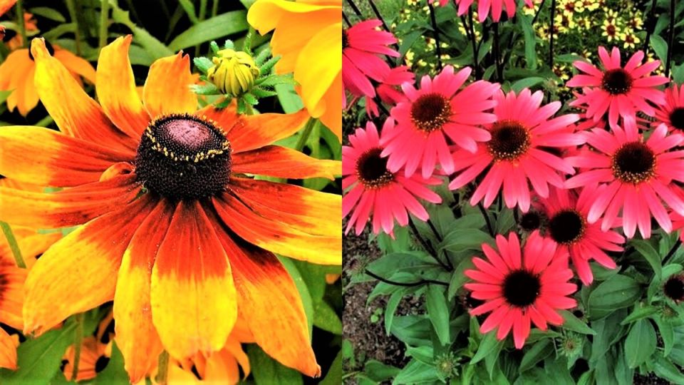 Осенний посев: как украсить сад яркими цветами