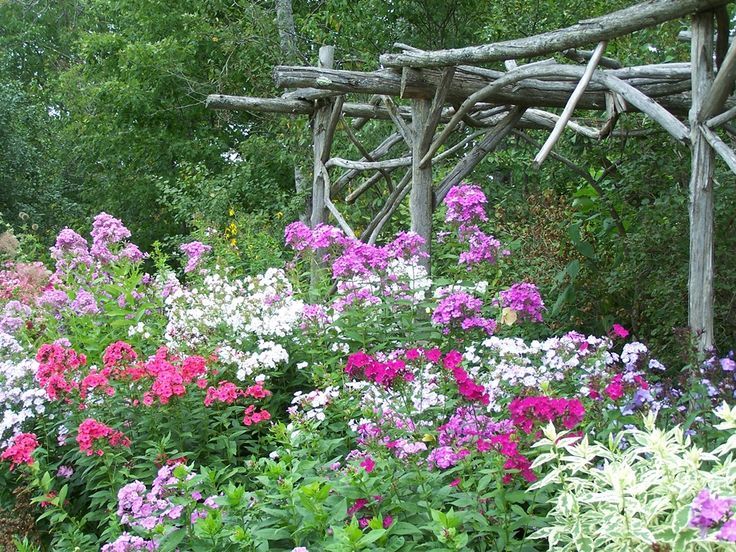 Флоксы: от классики до современных тенденций в садоводстве