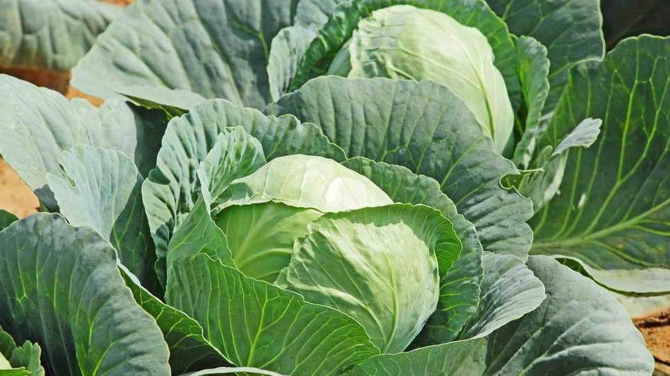 ��� ���� ������� ������� ������: ������� ��������� ����������