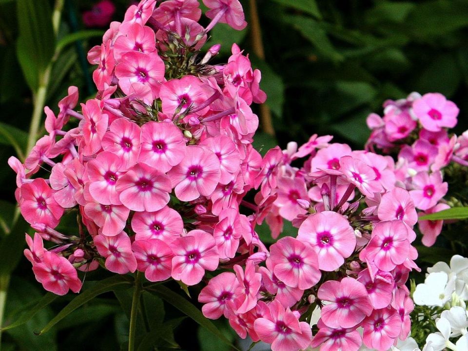 ��� ������� ��������� ������ ��� ������ ����: ������ �� ������� ��������